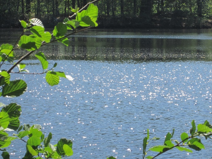 Wasser&ouml;berfl&auml;che vom Heitkampsee
