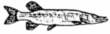 Das Logo des ASV Gedern 1950 e.V.