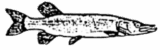 Das Logo des ASV Gedern 1950 e.V.