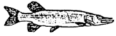 Das Logo des ASV Gedern 1950 e.V.