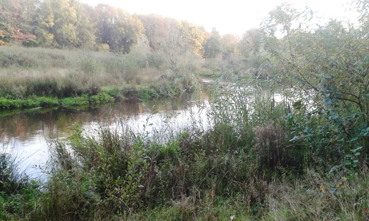 Ein Teil der Niers in Geldern zugewachsen