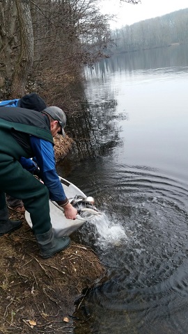 Fische die aus dem Eimer in den Heitkampsee gegeben werden
